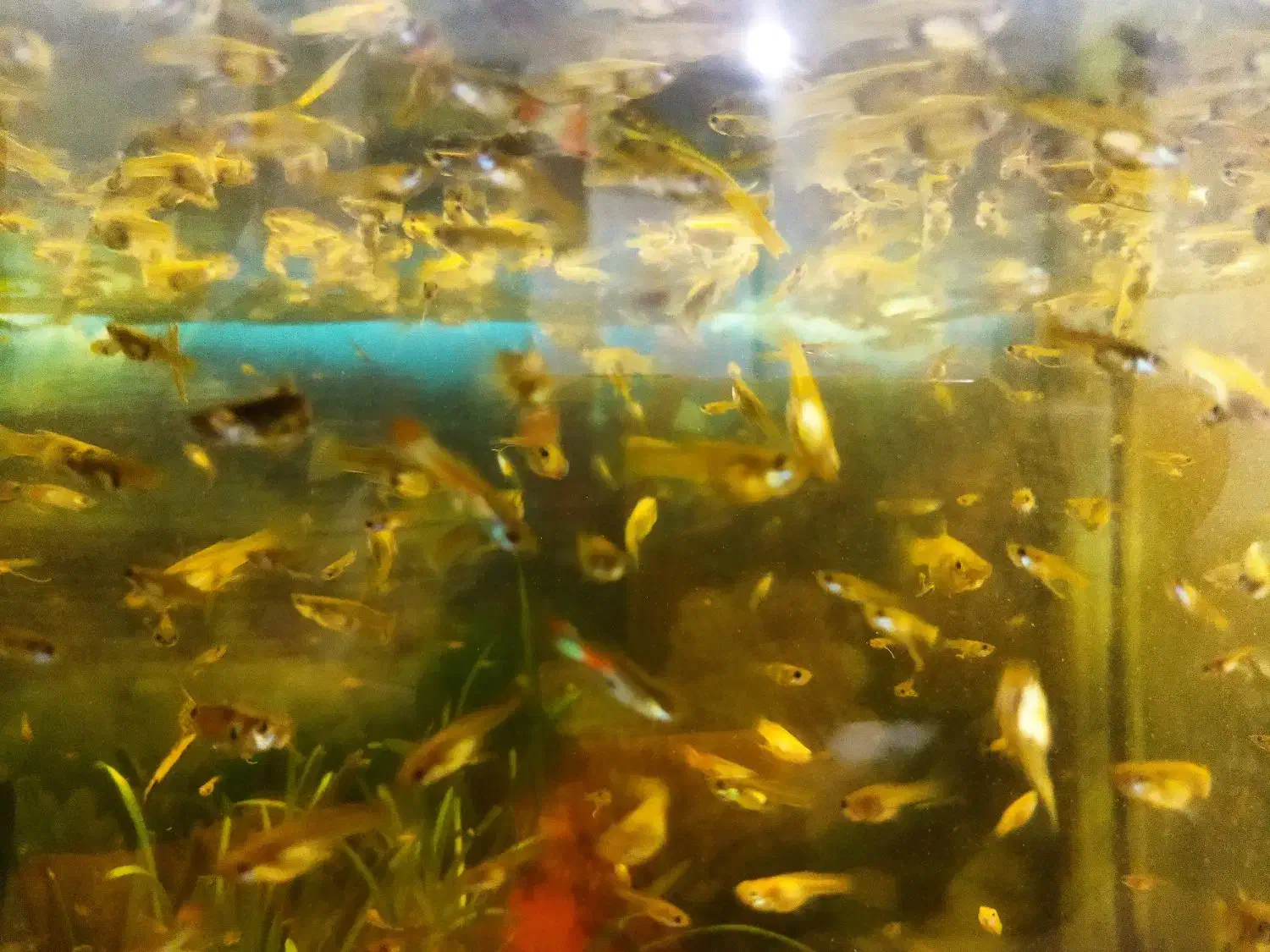 ماهی گوپی|ماهی|اهواز, فاز ۲ پادادشهر|دیوار