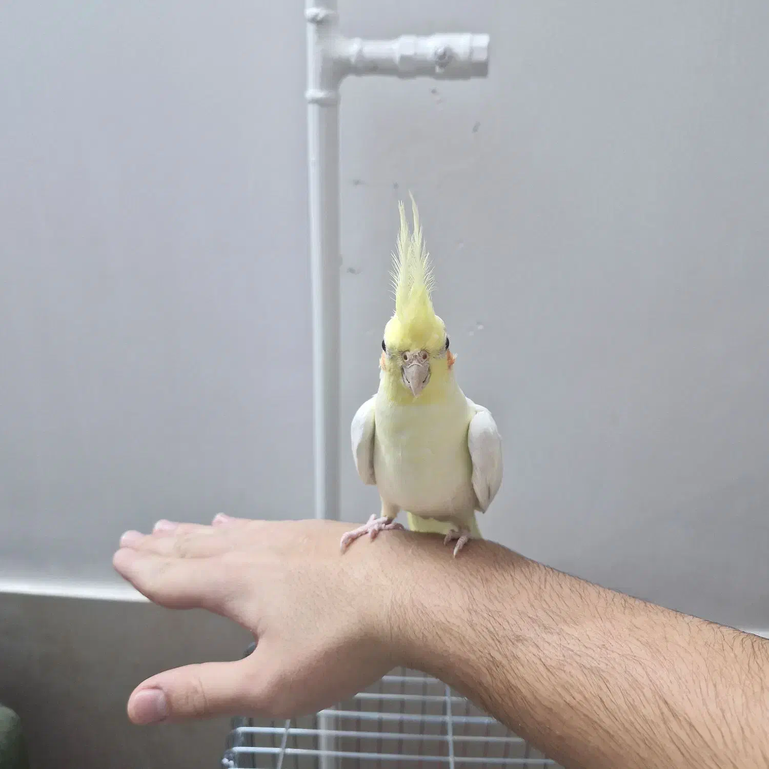 عروس هلندی|پرنده|گنبد کاووس, |دیوار