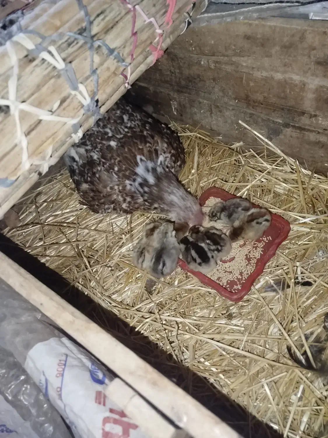 مرغ گلین وجوجه|حیوانات مزرعه|کارزان, |دیوار