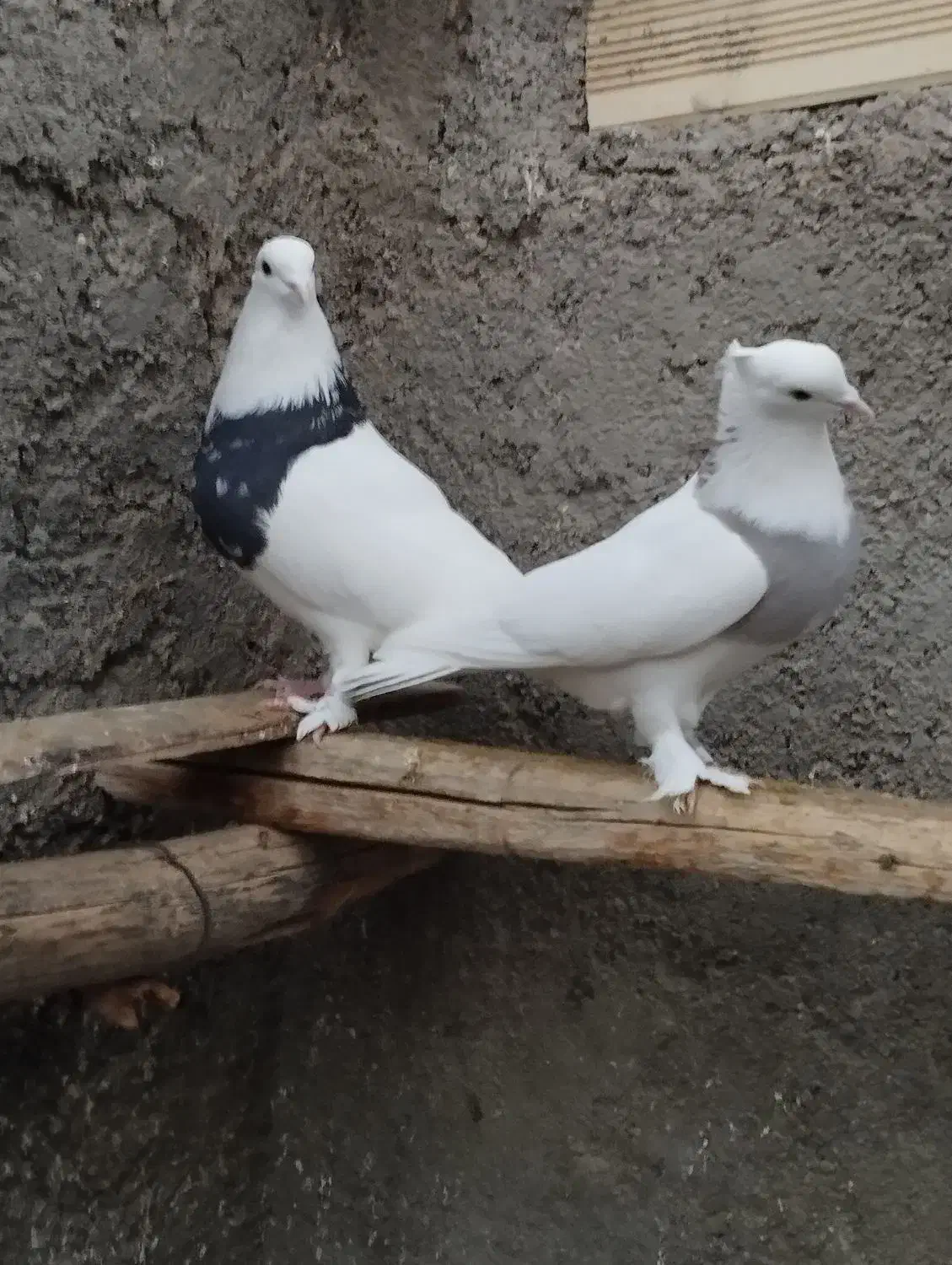 طوقی|پرنده|شاهرود, |دیوار