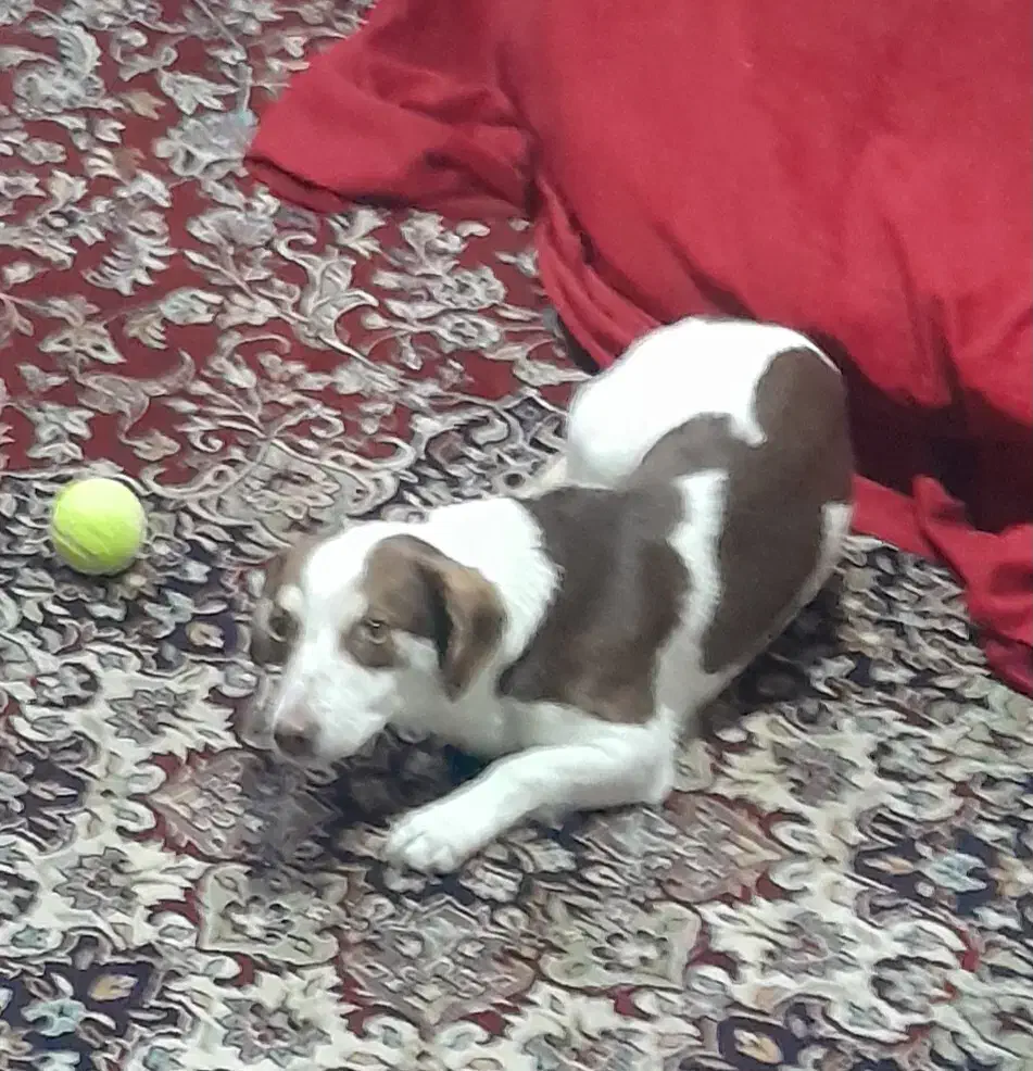 سگ پاکوتاه اشپیتز آلمانی|سگ|مشهد, نوده|دیوار