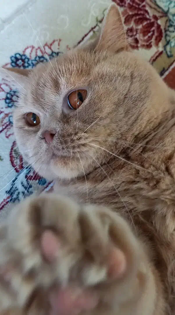 واگذاری گربه|گربه|یزد, |دیوار