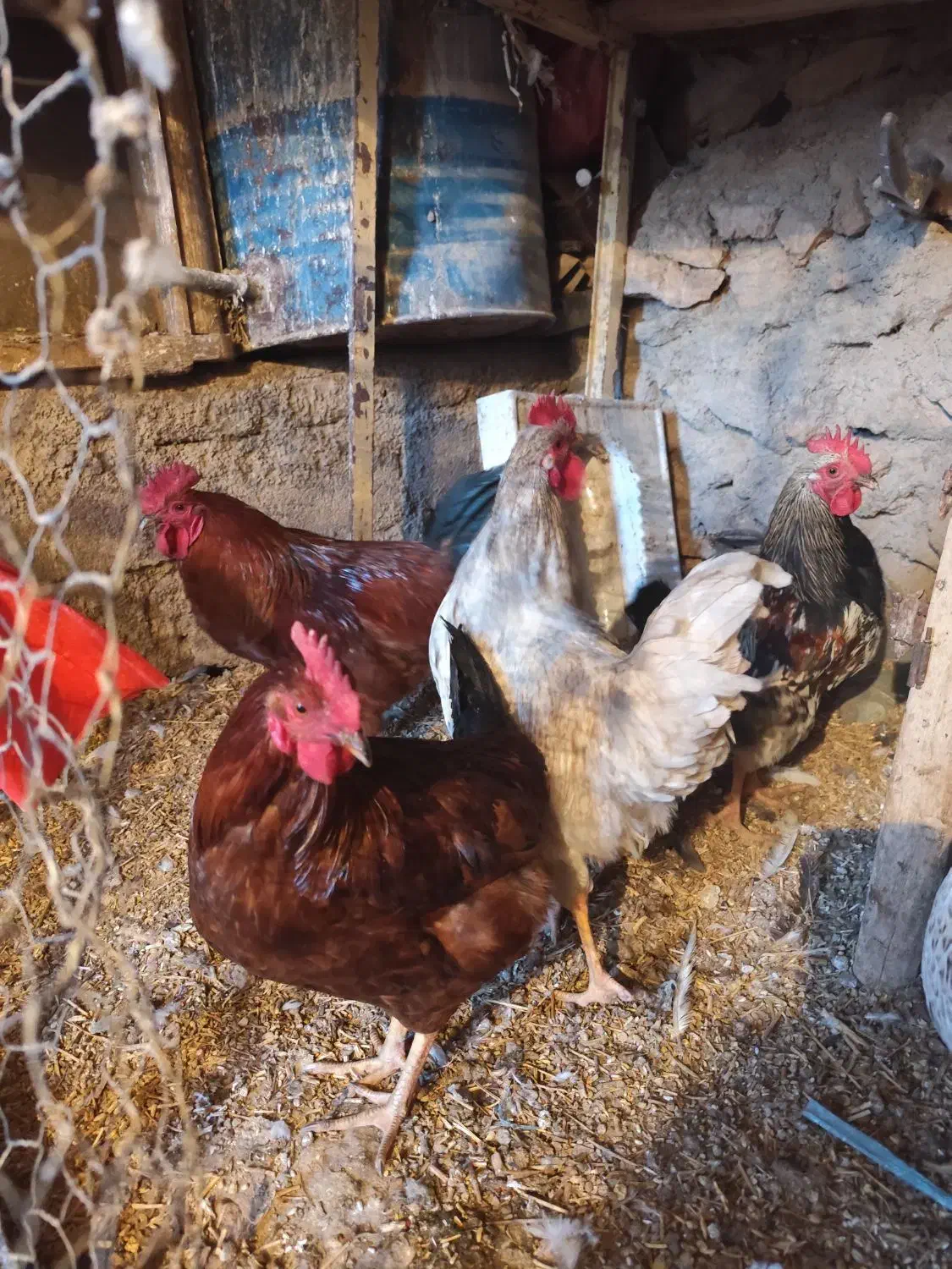 خروس محلی|حیوانات مزرعه|قیدار, |دیوار