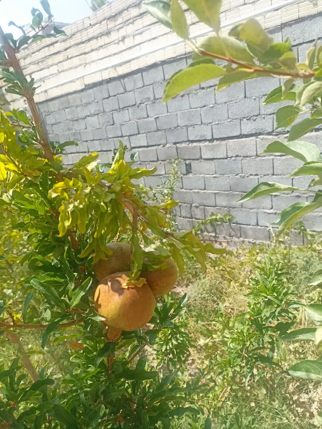 خانه دهبکری با موقعیت خوب|فروش خانه و ویلا|دهبکری, |دیوار