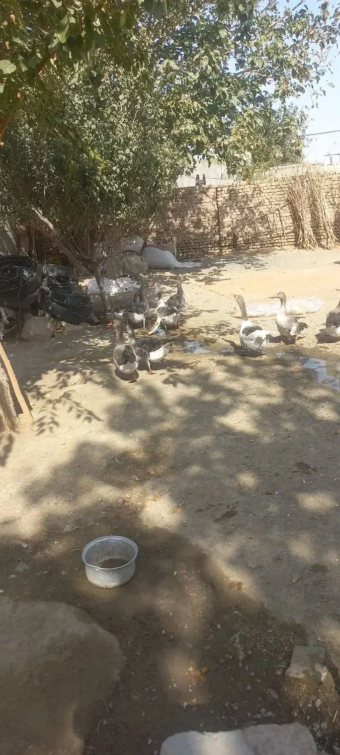 غاز|حیوانات مزرعه|جغتای, |دیوار