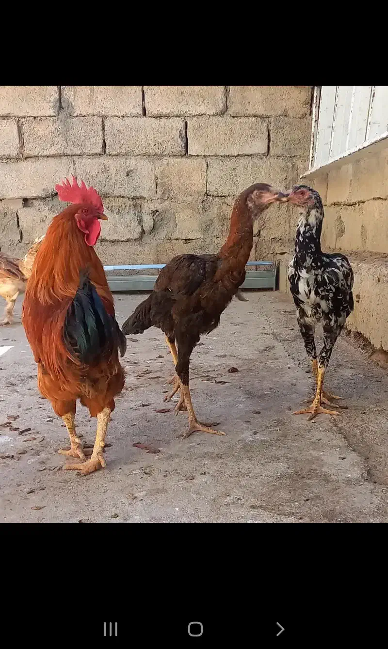 جوجه مرغ و خرس لاری،مرغ و خروس محلی|حیوانات مزرعه|کرمانشاه, |دیوار
