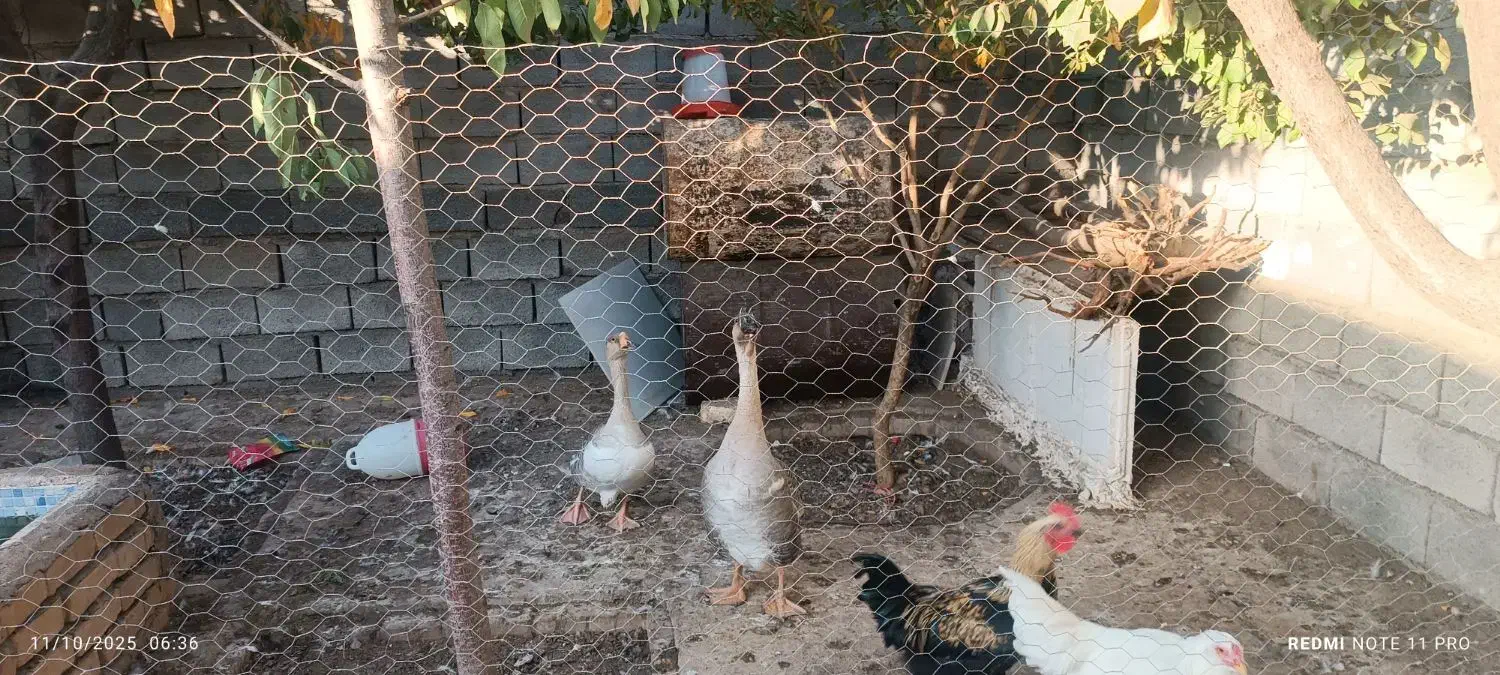 قو غاز|حیوانات مزرعه|نیشابور, رحمت آباد|دیوار