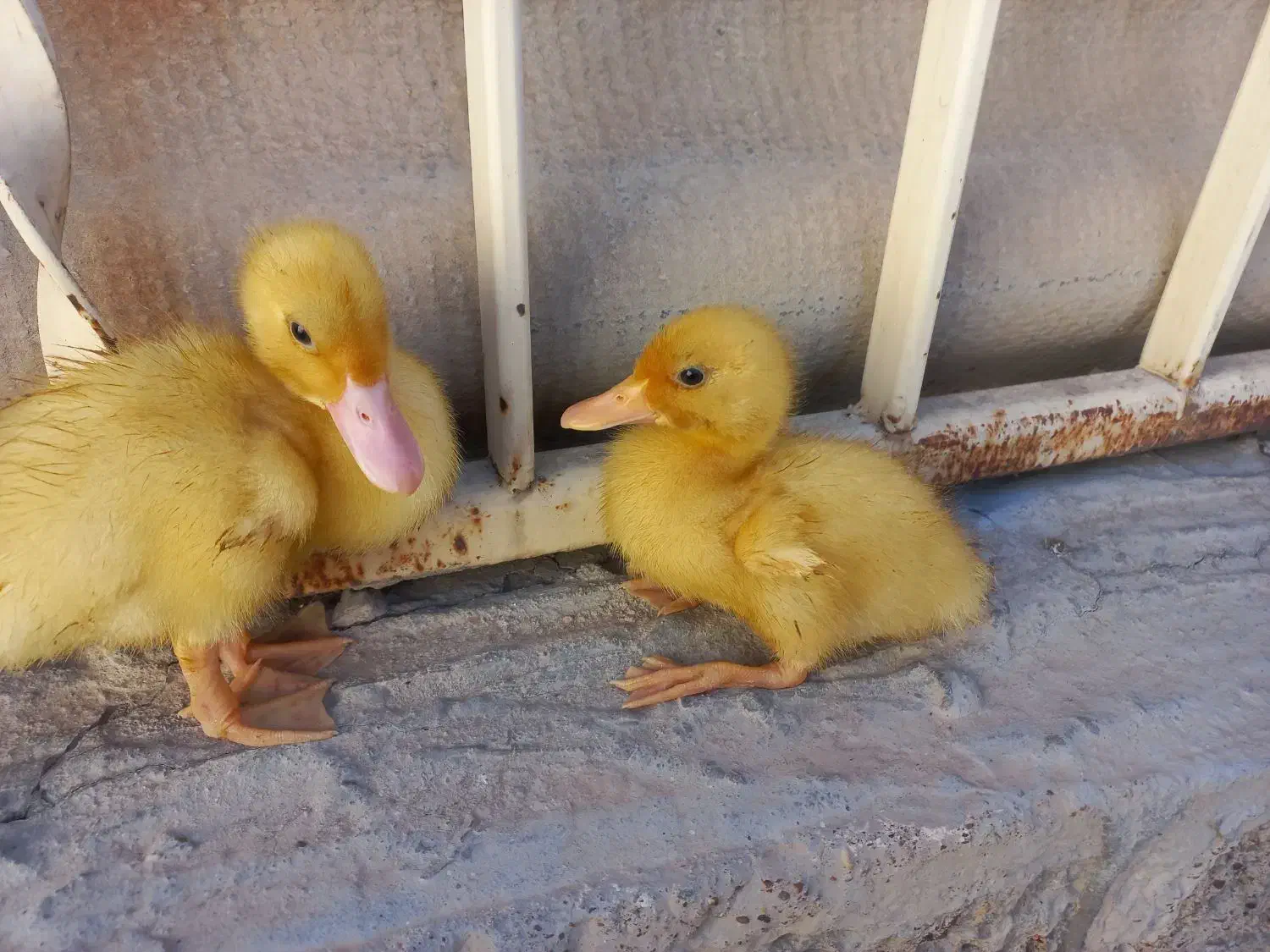 دو تا جوجه اردک|حیوانات مزرعه|فسا, |دیوار