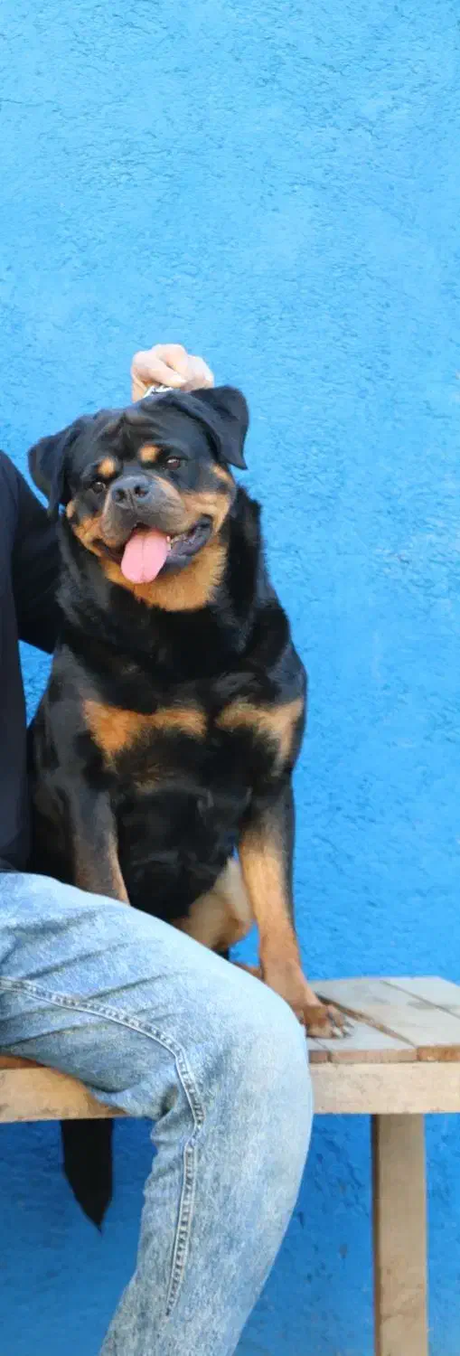 توله هایی روتوایلر واکسیناسیون شده آماده تحویل|سگ|قائم‌شهر, |دیوار