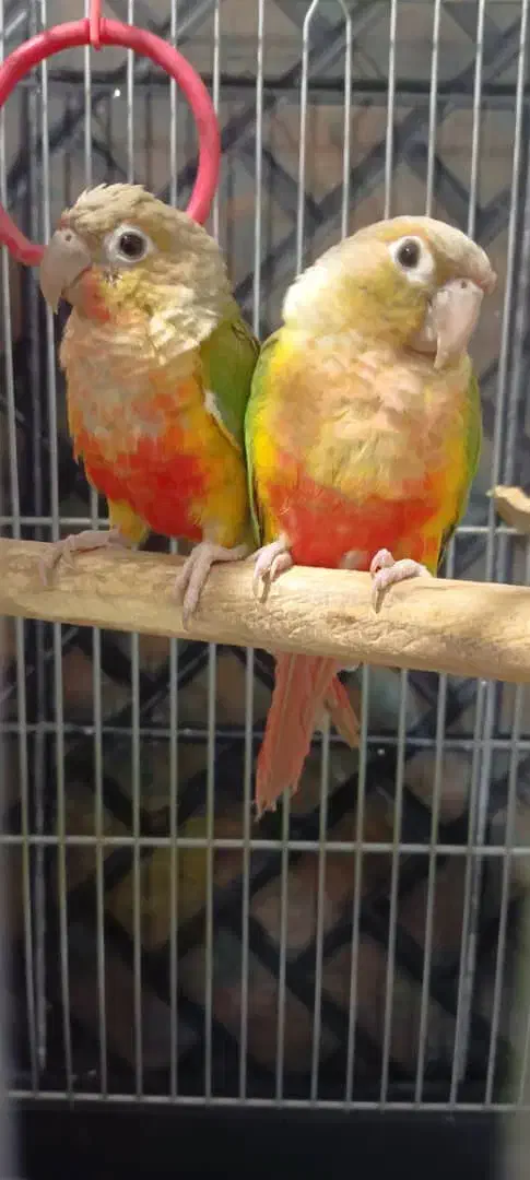 گرینچیک|پرنده|فردیس, شهرک وحدت|دیوار