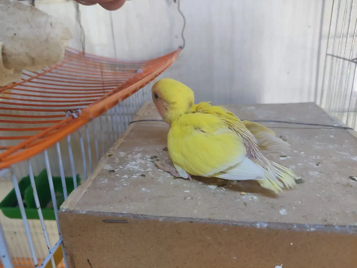 طوطی برزیلی|پرنده|یاسوج, |دیوار