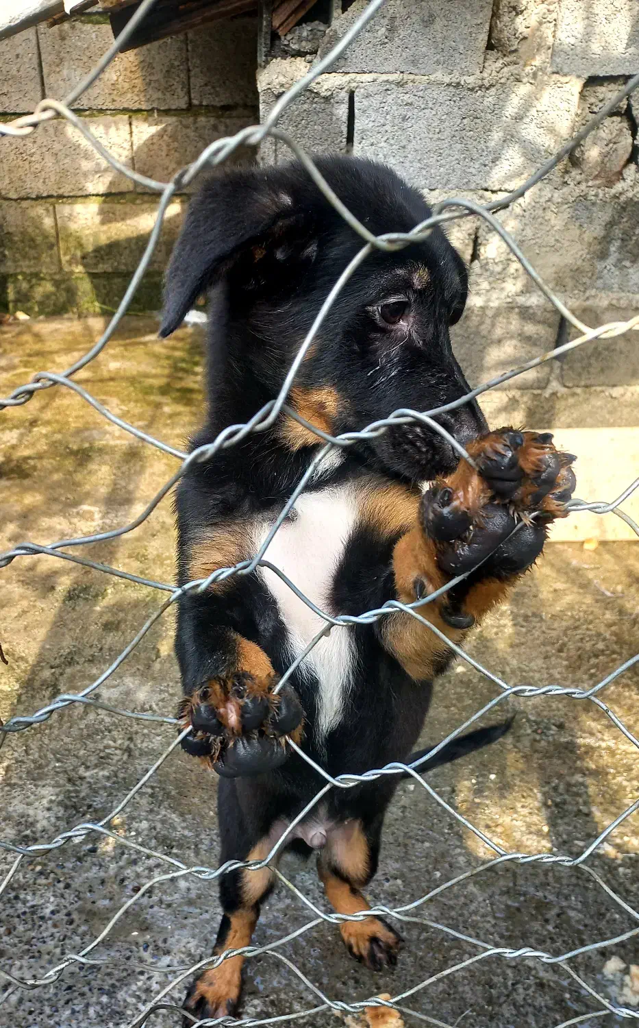 ژرمن|سگ|نشتارود, |دیوار