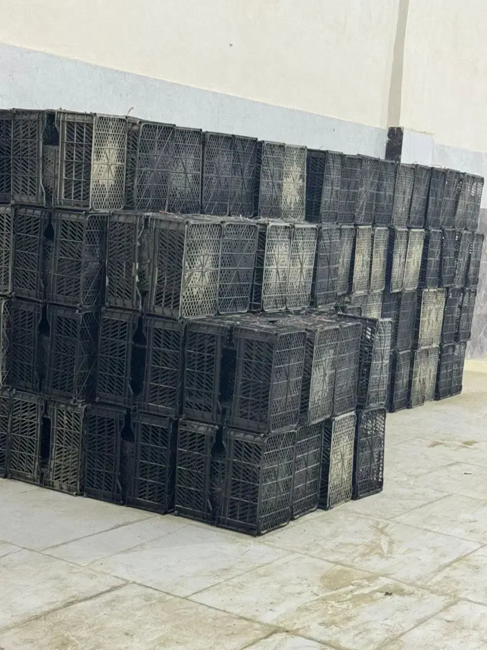 فروش سبدمیوه|ظروف نگهدارنده، پلاستیکی، یک‌بارمصرف|چابهار, |دیوار