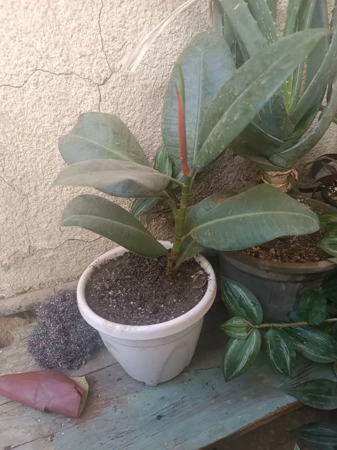 گلهای آپارتمانی|گل و گیاه طبیعی|کرمانشاه, |دیوار