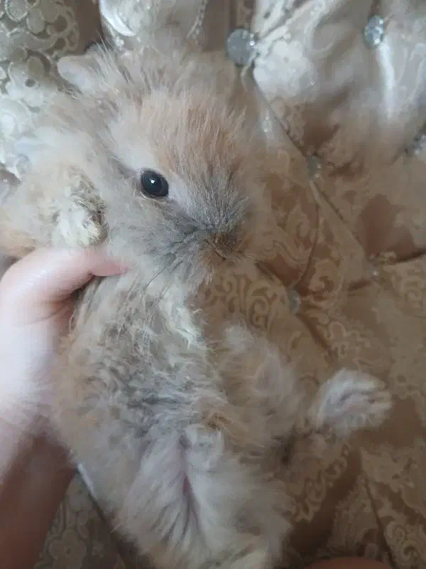 خرگوش لوپ دورگه|موش و خرگوش|فولادشهر, C4|دیوار