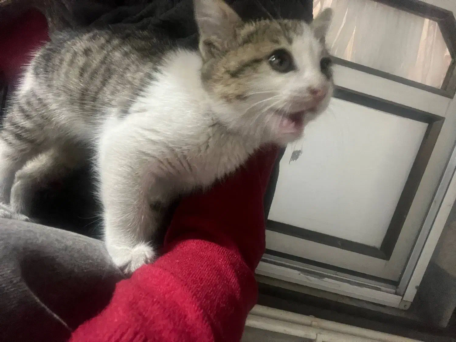 گربه|گربه|رشت, شهرک آیت الله منتظری|دیوار