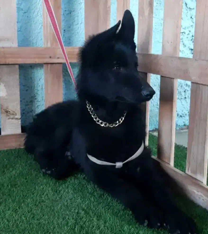 توله ژرمن بلک|سگ|یزد, |دیوار