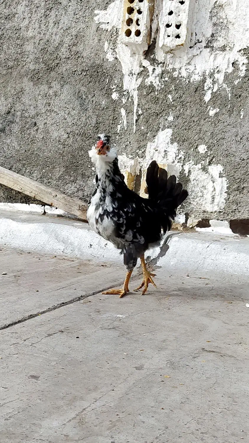مرغ خروس گلین طوسی|حیوانات مزرعه|فولادشهر, زاینده رود|دیوار
