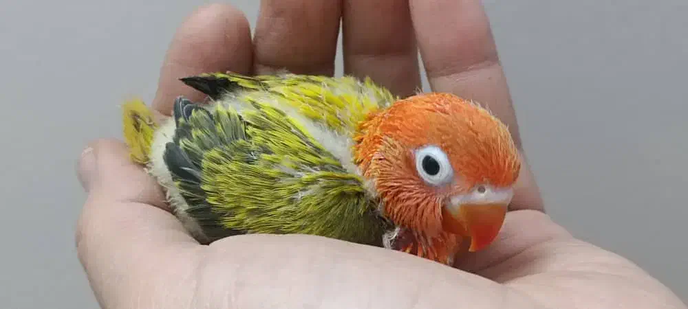 جوجه برزیلی|پرنده|ری, ملکآباد|دیوار