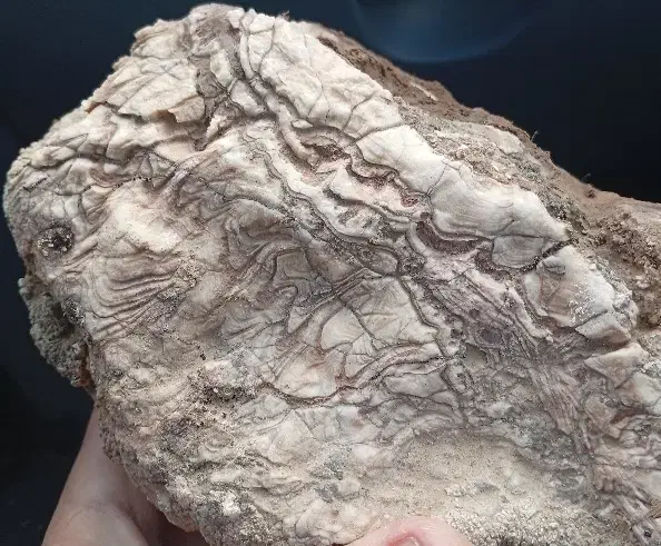 سنگ فسیل|کلکسیون اشیاء عتیقه|کاشمر, |دیوار