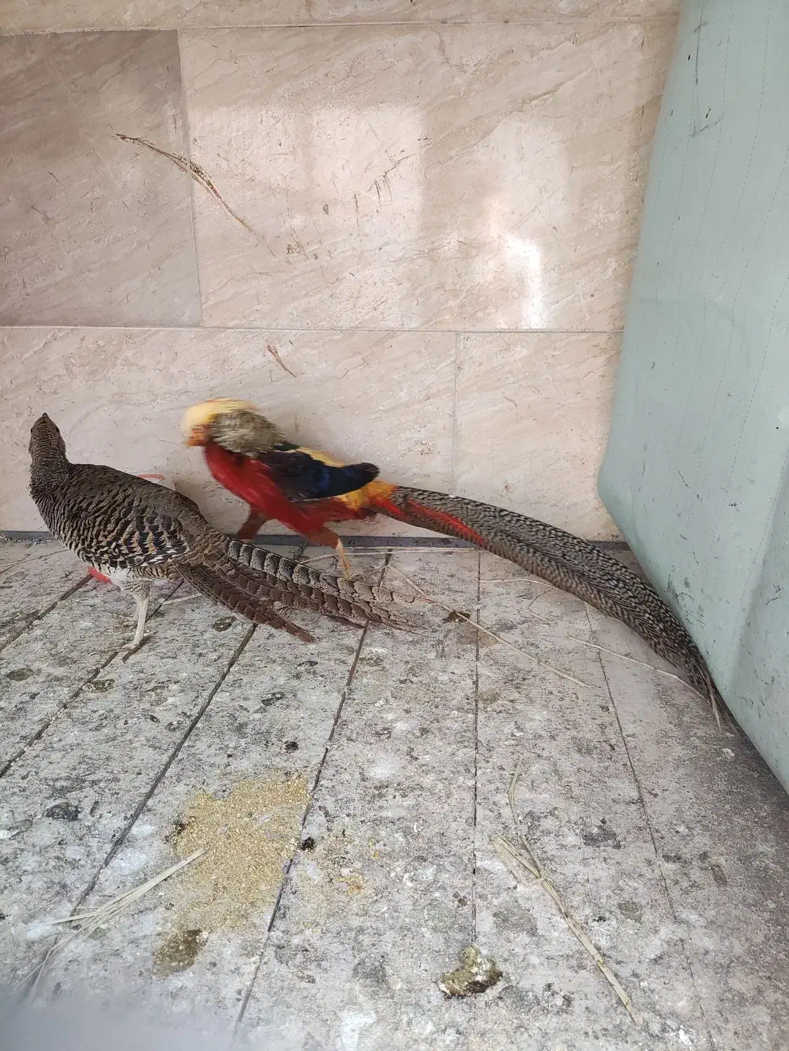 مرغ و خروس بلژیکی|حیوانات مزرعه|ساری, |دیوار