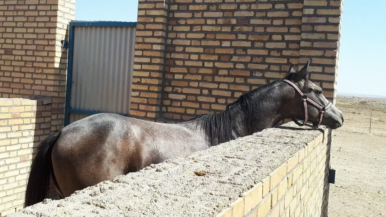 فروس دو راس اسب|اسب و تجهیزات اسب‌سواری|تهران, آرژانتین|دیوار