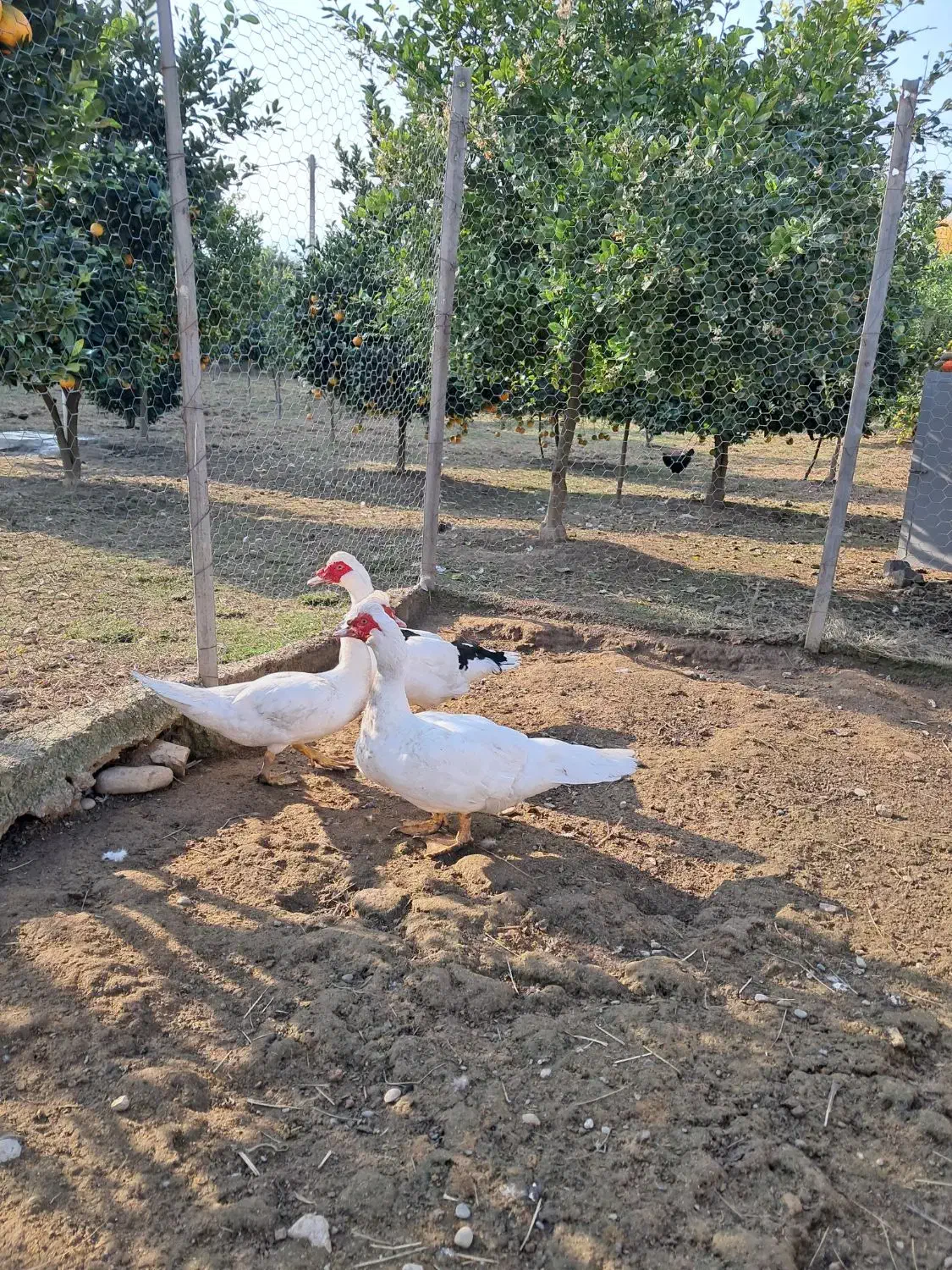 ..اردک اسرائیلی..|حیوانات مزرعه|شیرود, |دیوار