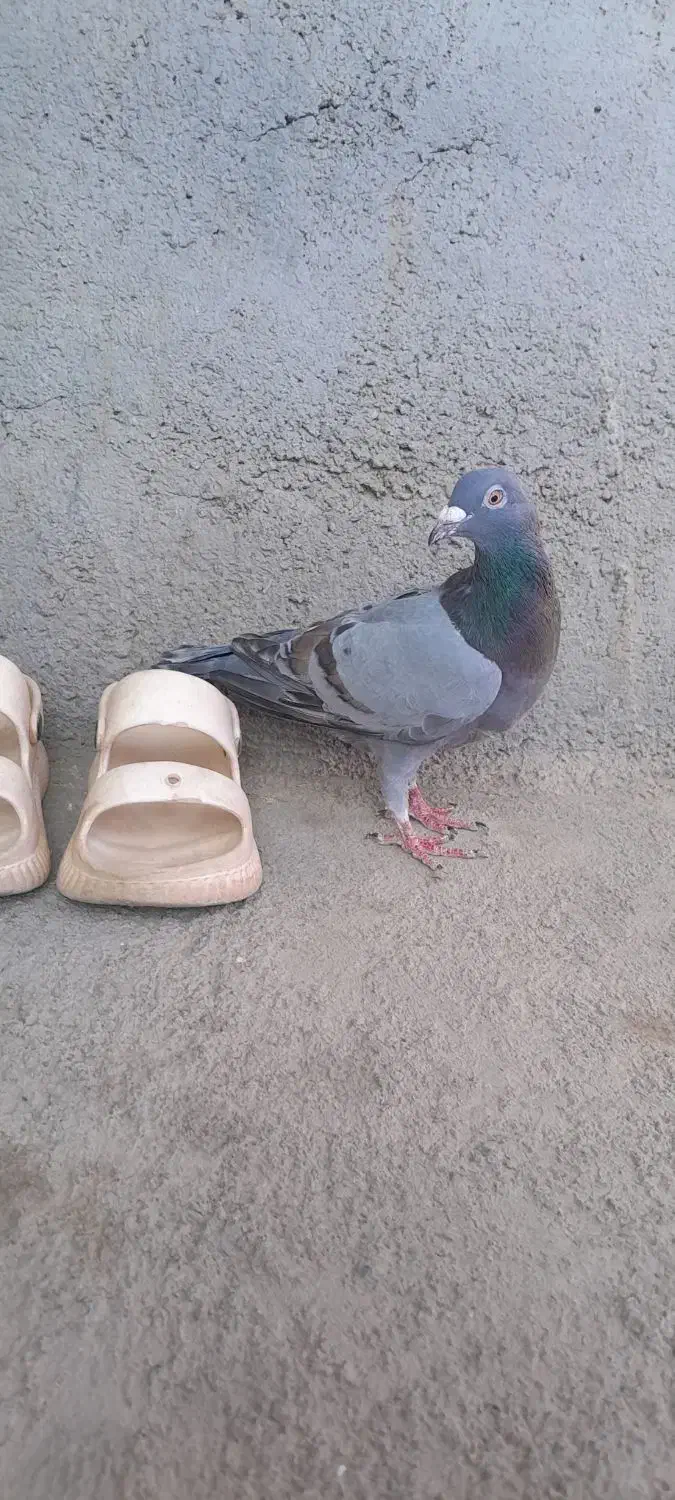 سبز ترک دار|پرنده|تربت جام, جامرود|دیوار