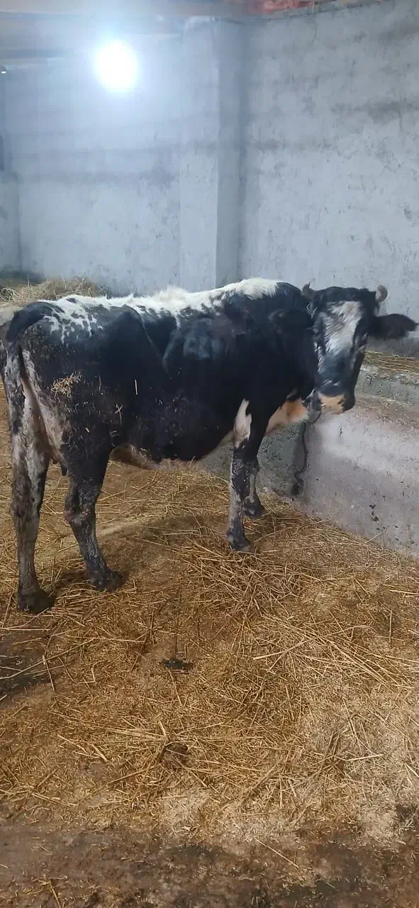 گاو شیری با گوساله نر|حیوانات مزرعه|آستارا, |دیوار