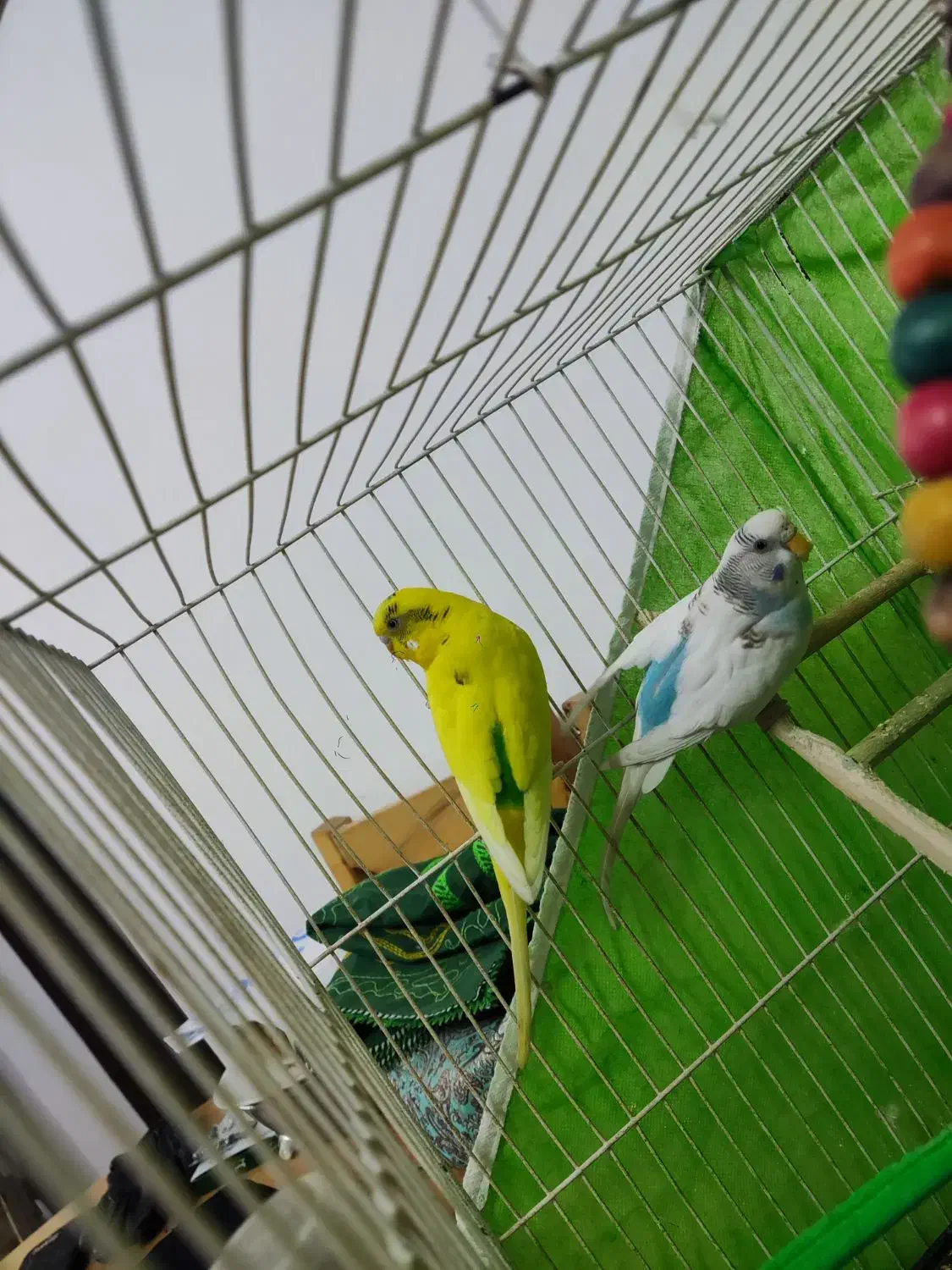 مرغ عشق|پرنده|مشهد, هفت تیر (نه دره)|دیوار