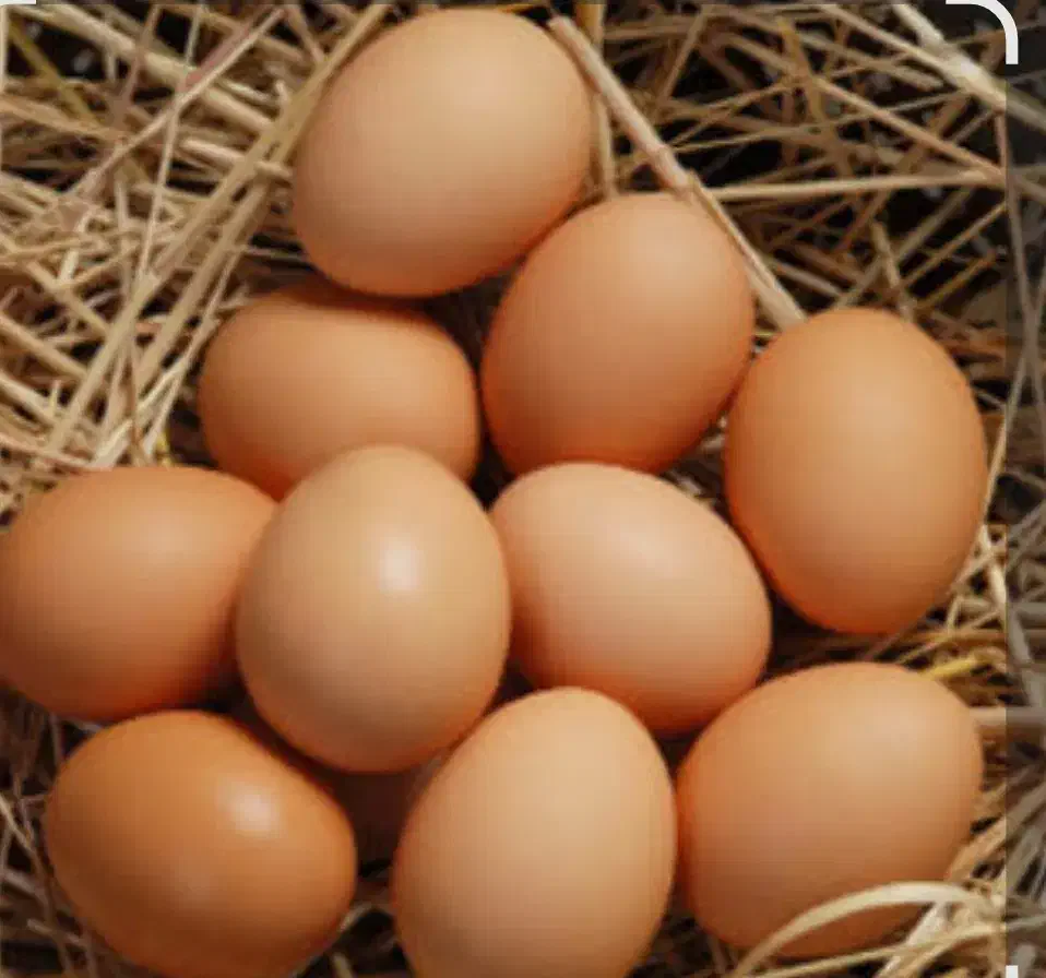 تخم مرغ محلی ارگانیک|خوردنی و آشامیدنی|میناب, |دیوار