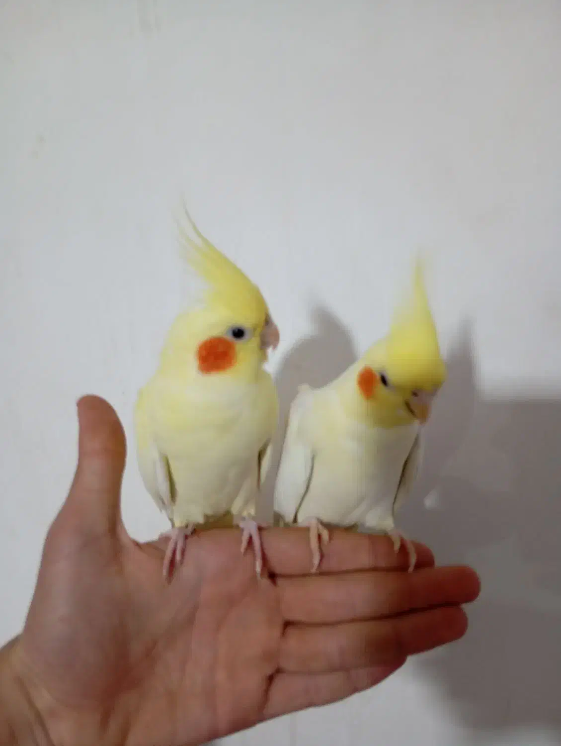 یه جفت عروس هلندی وبا دوتا جوجه|پرنده|اهر, |دیوار