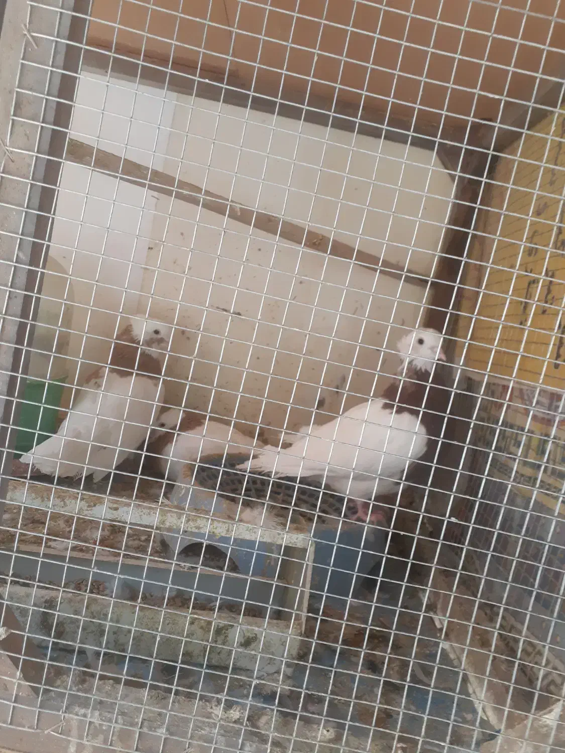 کبوتر فروشی|پرنده|کاخک, |دیوار