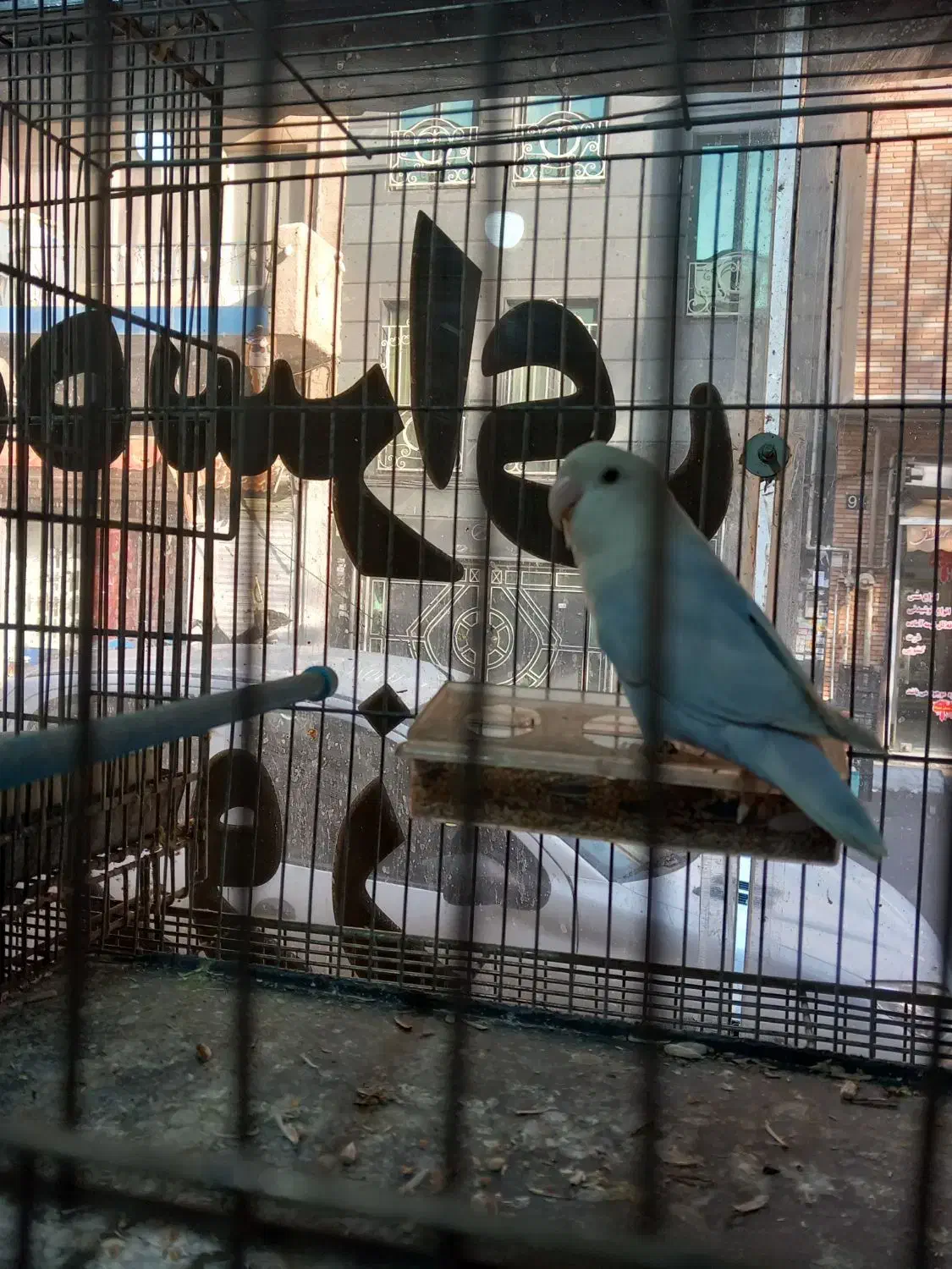 برزیلی (مارال) جوان|پرنده|تهران, امام زاده عبدالله|دیوار