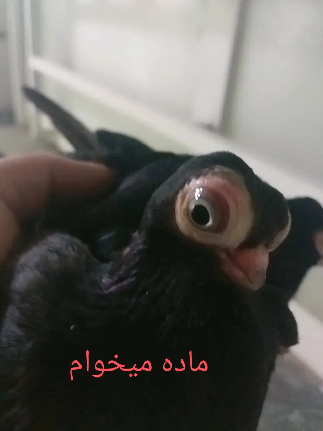 تلسکوپی|پرنده|ایذه, |دیوار