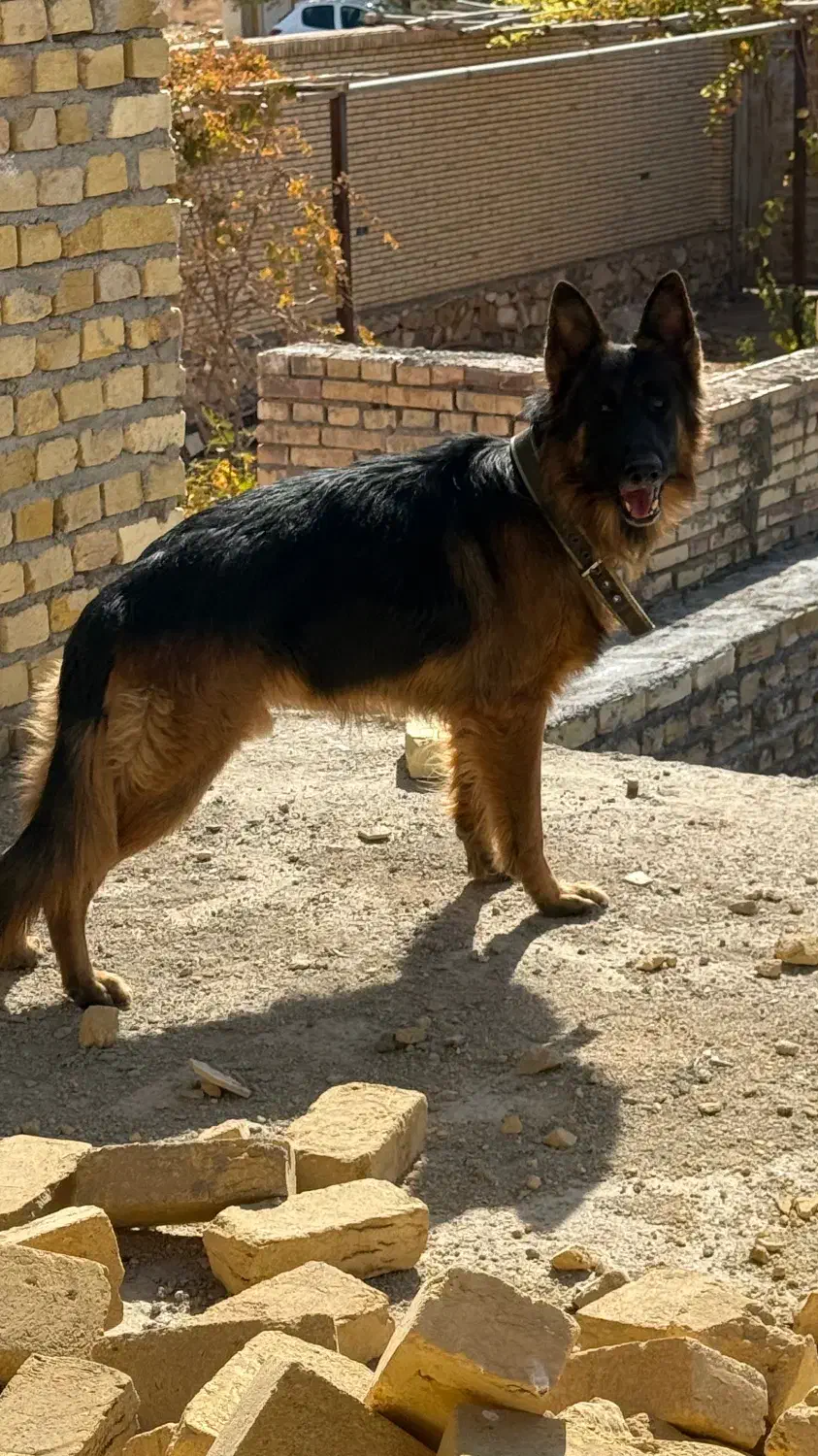 دو عدد سگ منطقه شاهدیه و جمهوری گم شدن|حیوانات|یزد, |دیوار