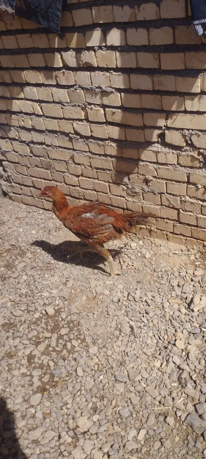 خروس لاری اصیل|حیوانات مزرعه|تربت جام, کشتارگاه|دیوار