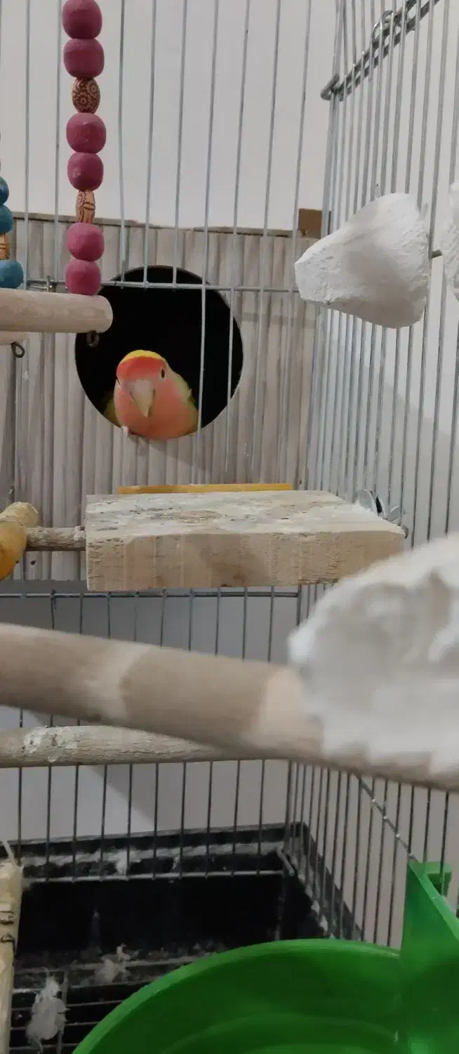 طوطی برزیلی نروماده مولد|پرنده|شاهین‌شهر, الهیه|دیوار