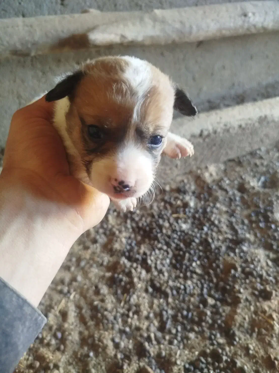 پاکوتاه گوش تیز|سگ|کاشمر, |دیوار