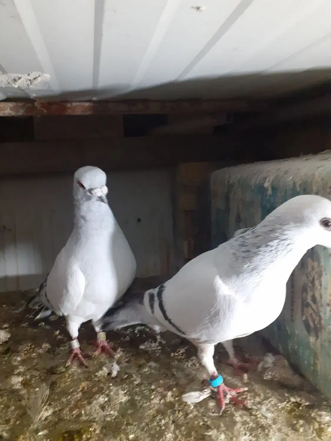 جفت|پرنده|نیشابور, هفده شهریور|دیوار