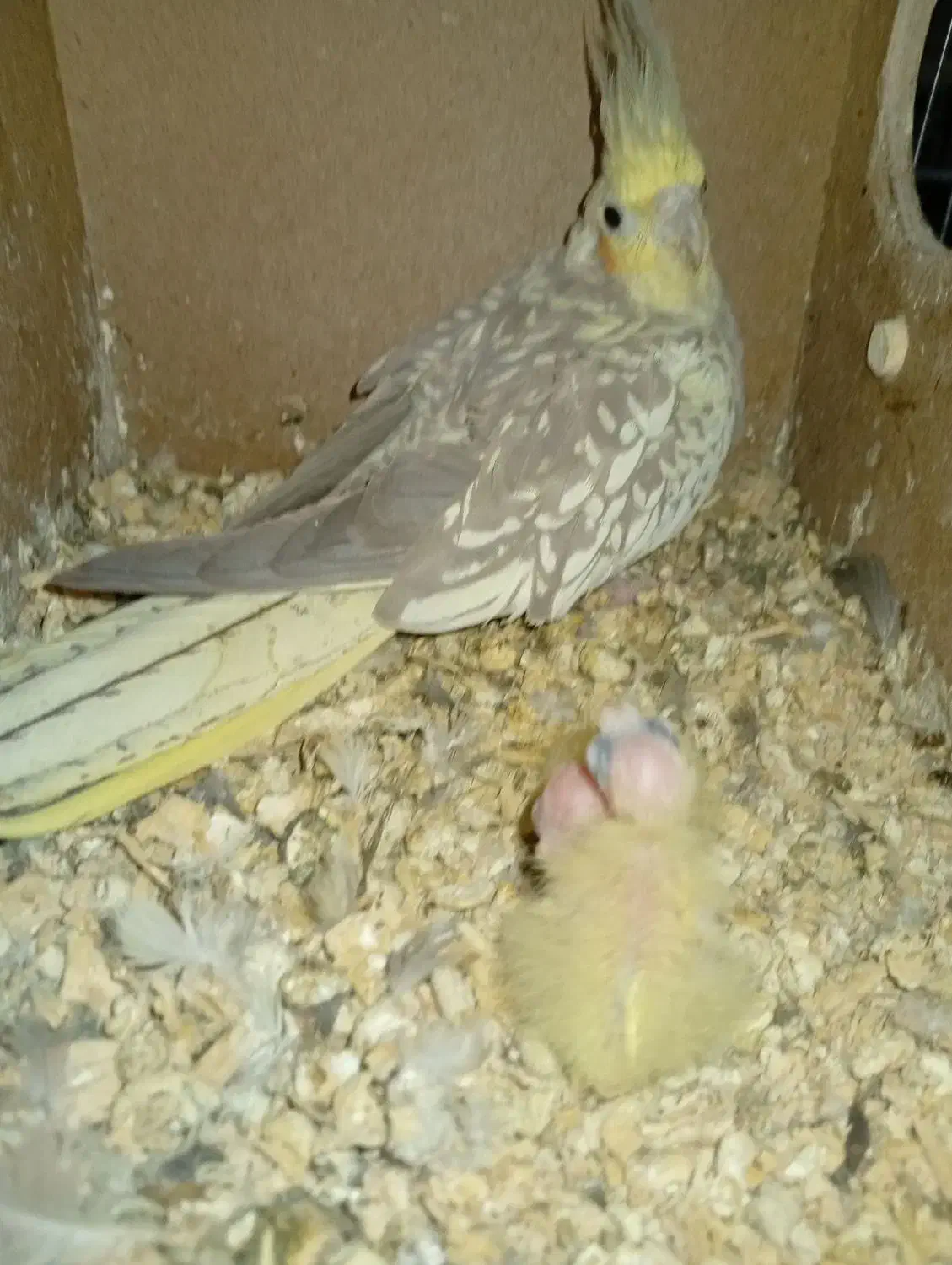 یک جفت عروس هلندی مولد با جوجه|پرنده|کهریزک, |دیوار