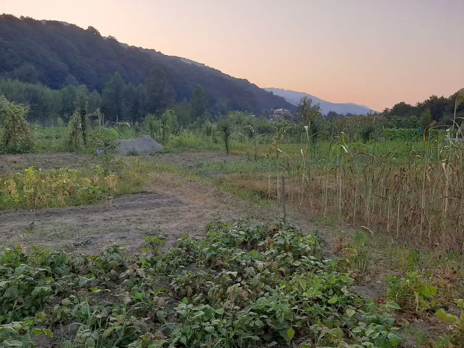 فروش زمین زراعی|فروش زمین و ملک کلنگی|زیرآب, |دیوار