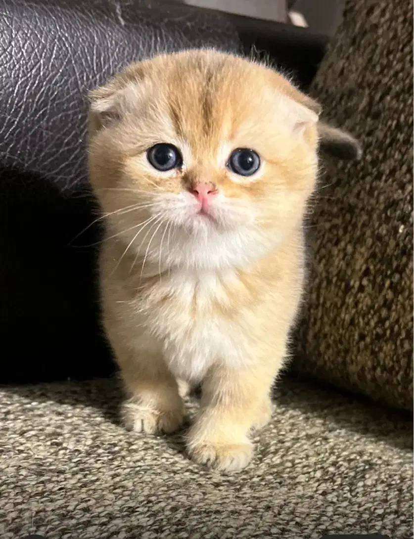 گربه|گربه|تهران, اختیاریه|دیوار