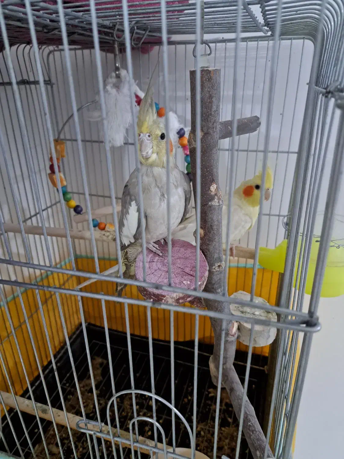 عروس هلندی|پرنده|شیراز, احمدآباد|دیوار