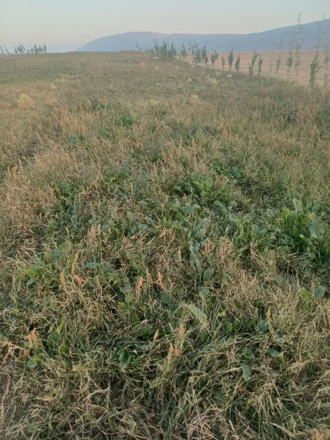 چغندر خوراک دام|لوازم جانبی حیوانات|کوهدشت, |دیوار