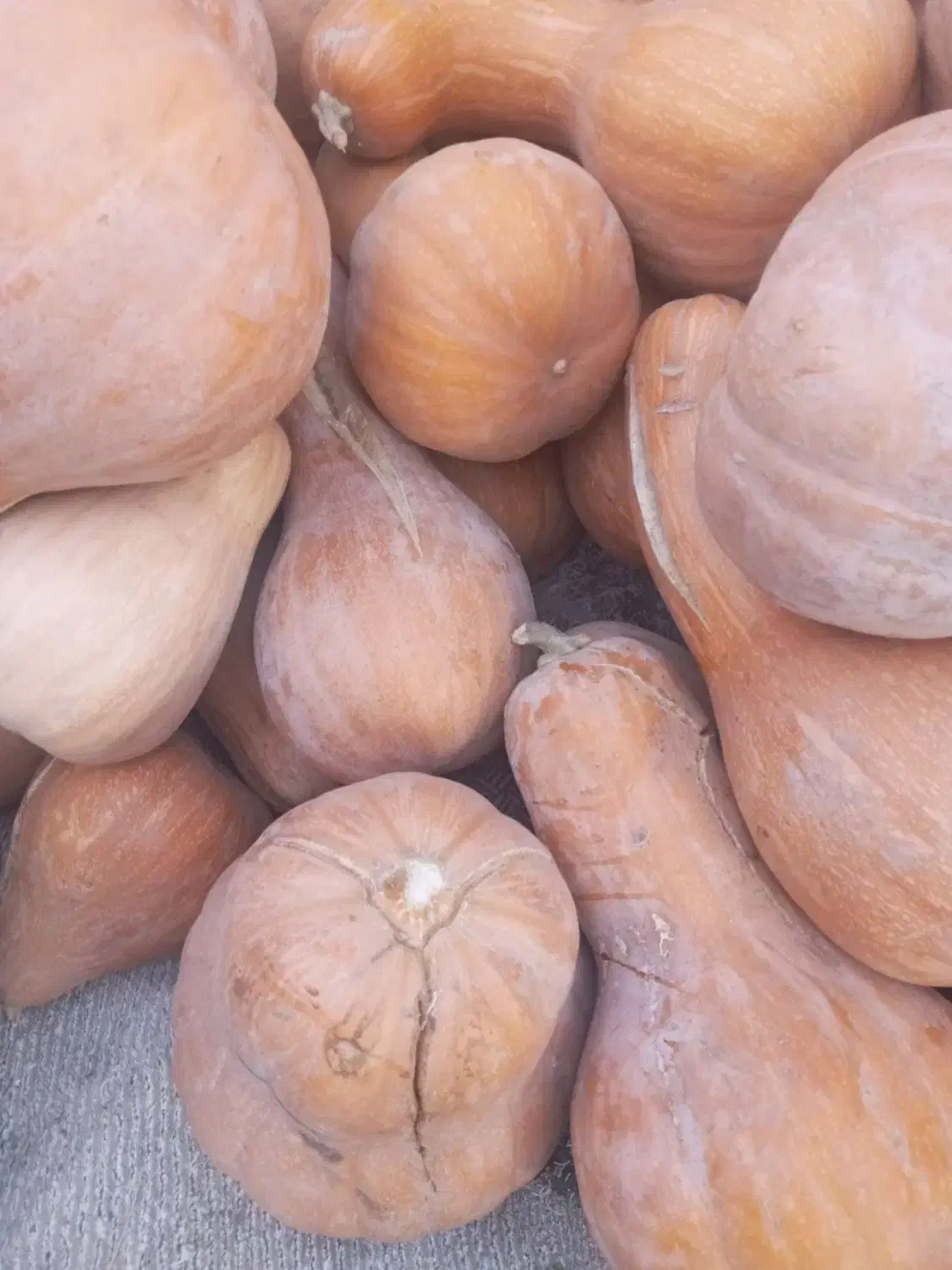 کدوی شیرین عسلی|خوردنی و آشامیدنی|کاشان, پامنار|دیوار