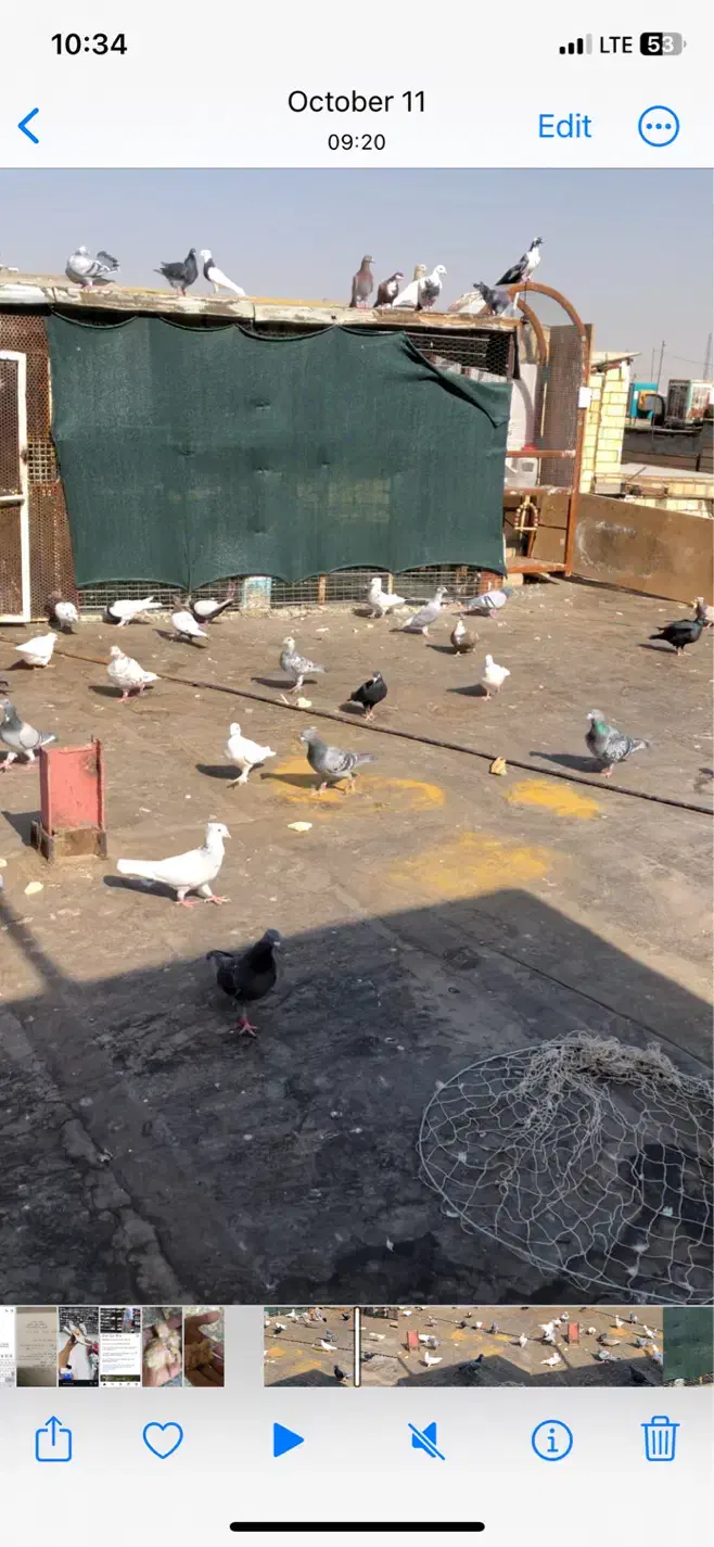 چند عدد پرنده خوب عالی|حیوانات|مشهد, چهارچشمه|دیوار