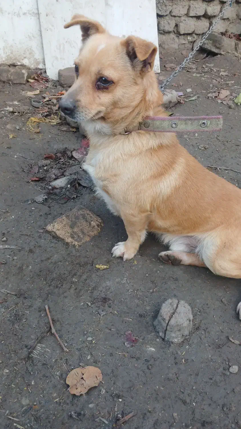 پاکوتاه|سگ|گنبد کاووس, |دیوار