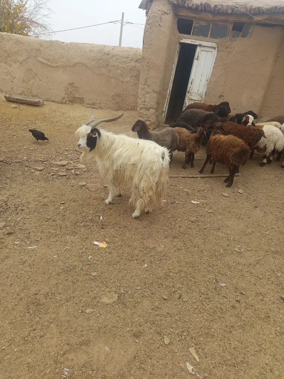 فروش تکه جلو کش نربز|حیوانات مزرعه|کلات (خراسان), |دیوار