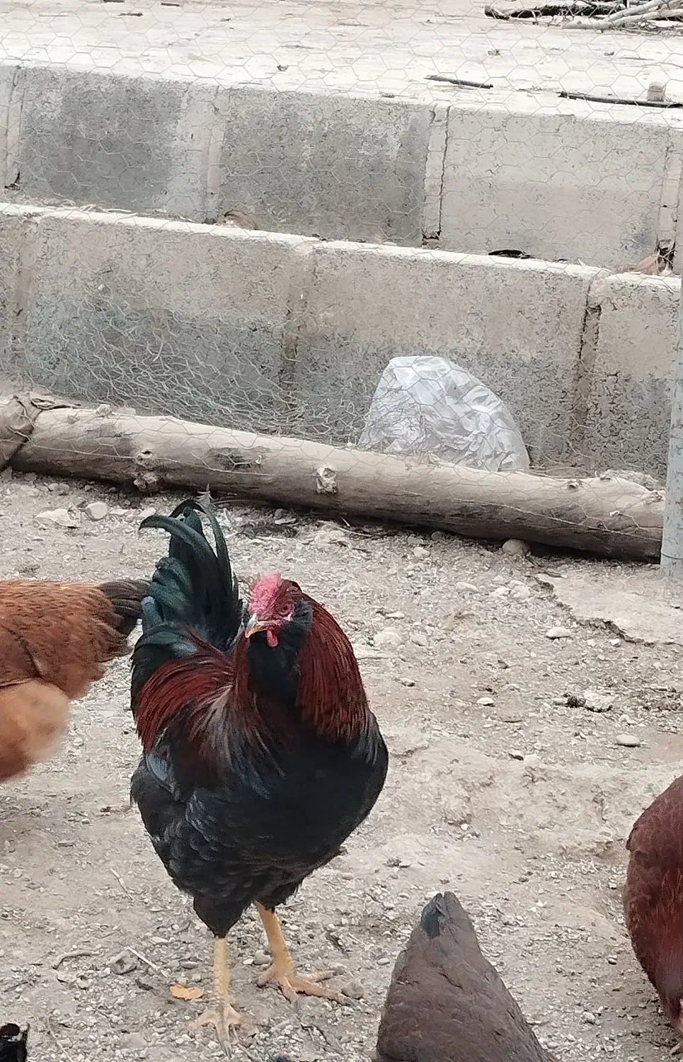 خروس پیلیموت آمریکایی|حیوانات مزرعه|هشتگرد, کوی بهروز|دیوار